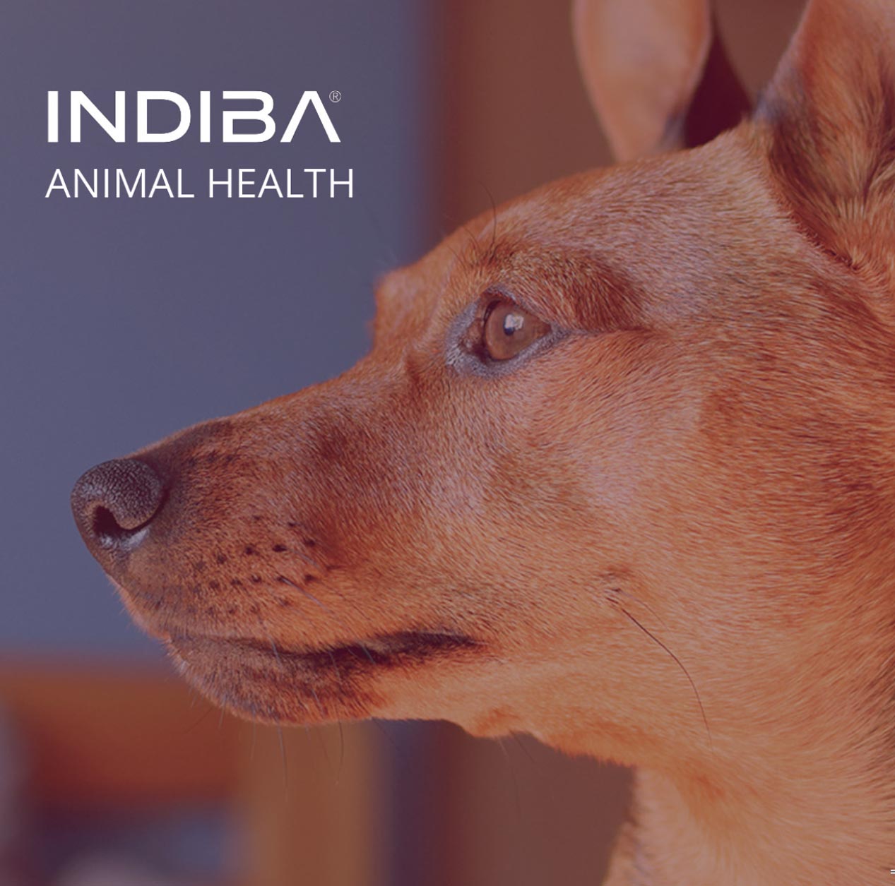 INDIBA® Animal Health está creado específicamente para su uso en animales y por profesionales de este sector. Su tecnología de radiofrecuencia monopolar CAP/RES 448 kHz permite que los equipos sean una herramienta terapéutica efectiva y segura tanto para el animal como para el usuario.
